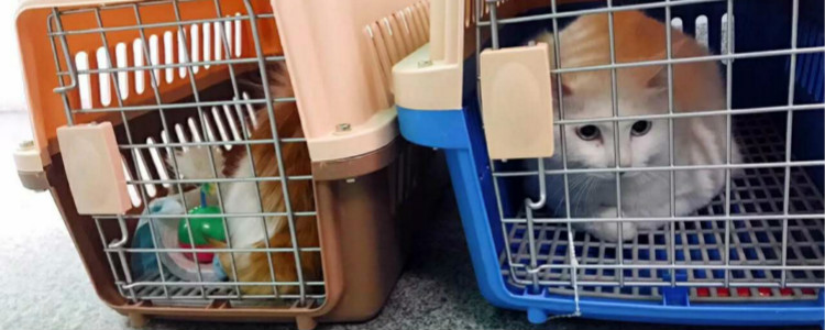 火车怎么托运猫狗等宠物？一定要按照这些步骤来做，搞错了很麻烦