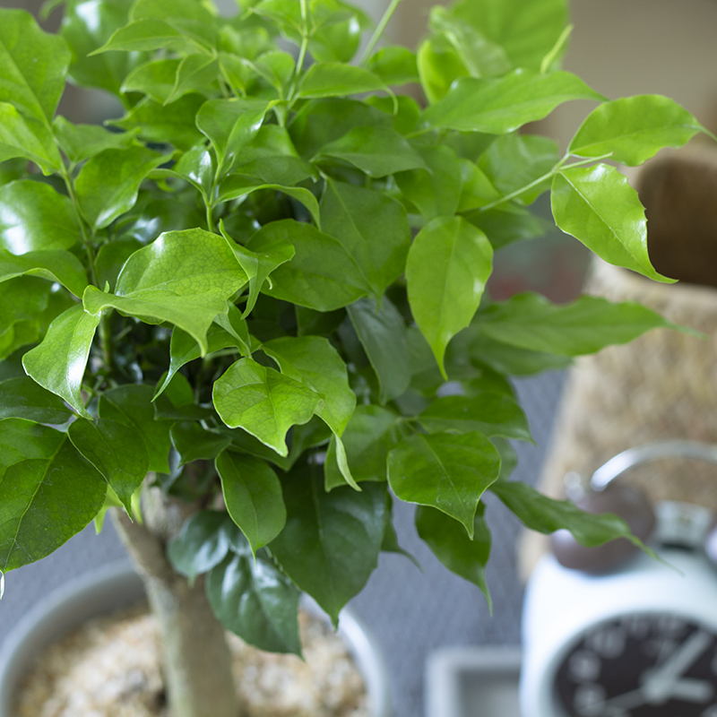 盆栽幸福树想从小苗长成大苗,只要掌握这2步,2年就能长大好几倍