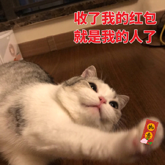 猫咪拜年表情包：恭喜发财，红包拿来