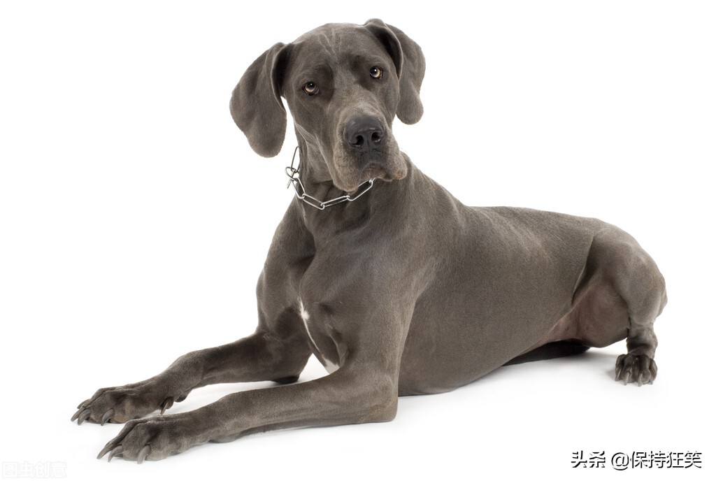 世界十大贵族狗 最具贵族气质的狗 世界十大贵族名犬