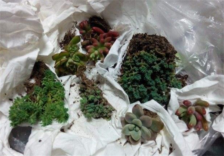 盆栽可以带上高铁吗（详解高铁的基本小常识）