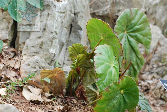 爬地龙,见过吗?舒筋,活血止痛.主治跌打损伤,瘀血肿痛