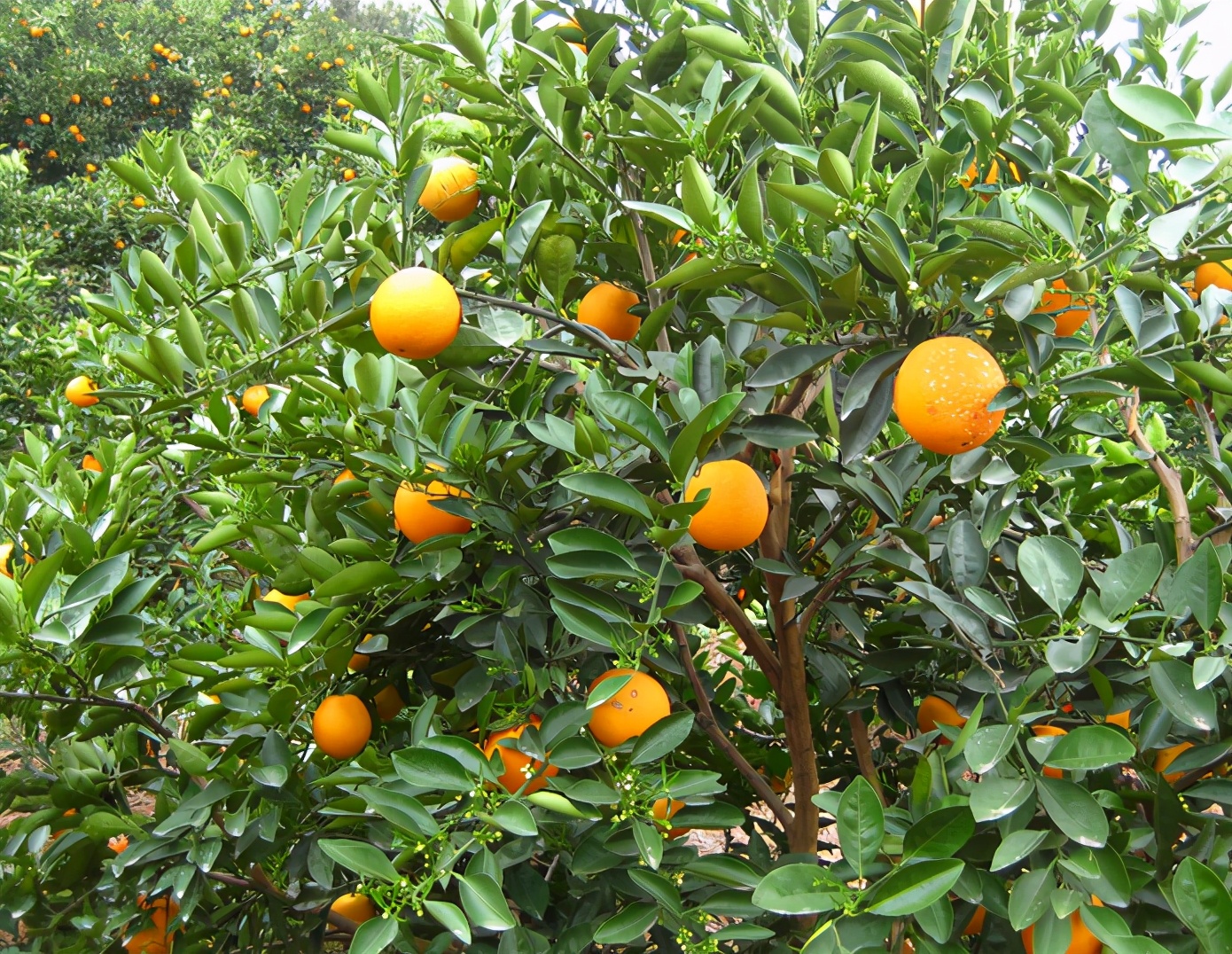 脐橙统果价格低至8毛一斤，这种柑橘也要凉了？