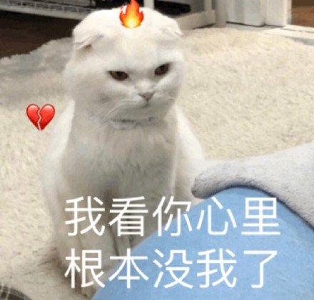 猫咪表情包｜在？出来玩