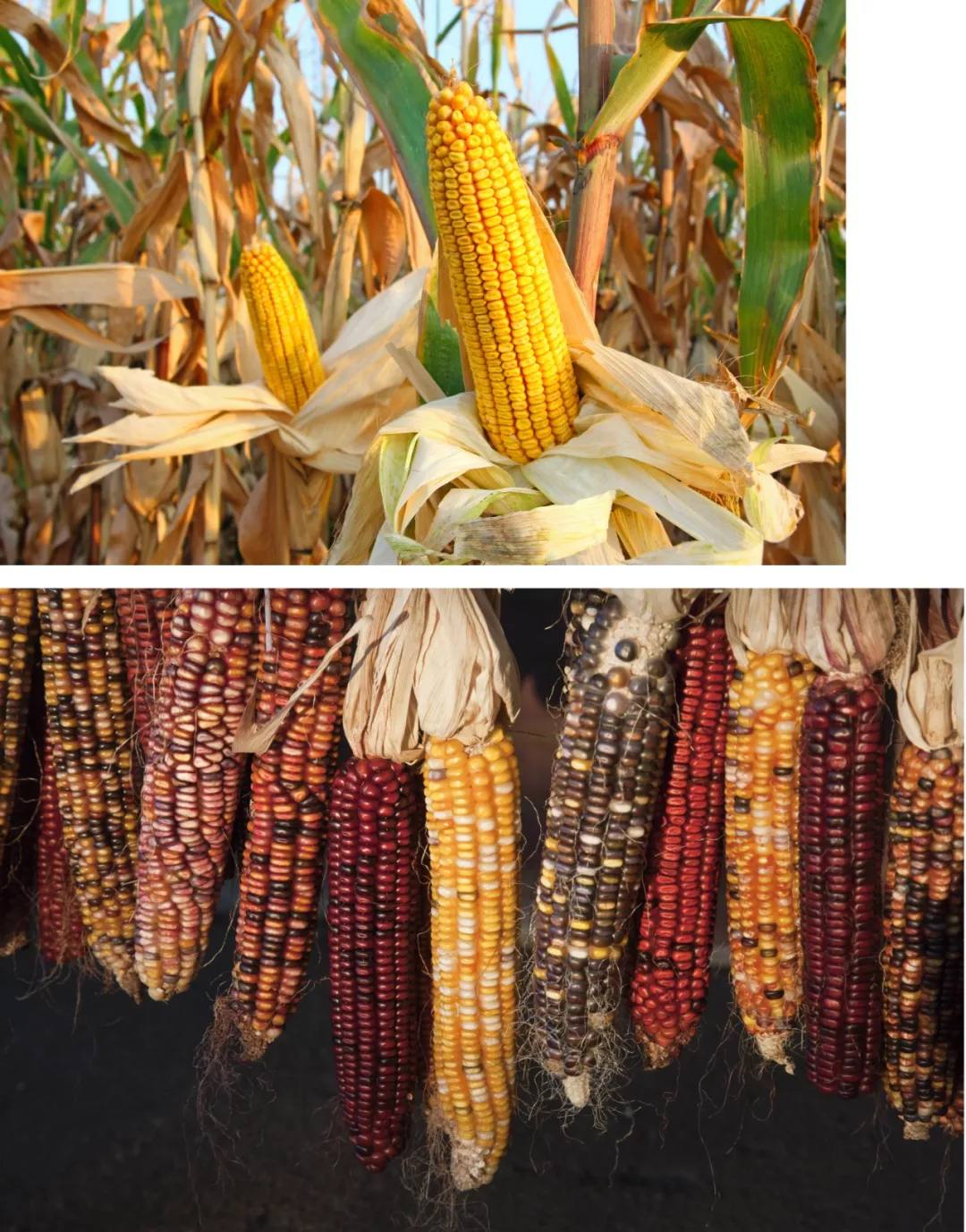 田野畅想曲 | 马顺先的玉米写生