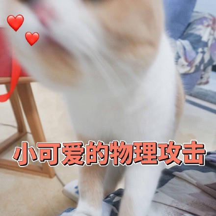 猫咪表情包：你不对劲，小老弟