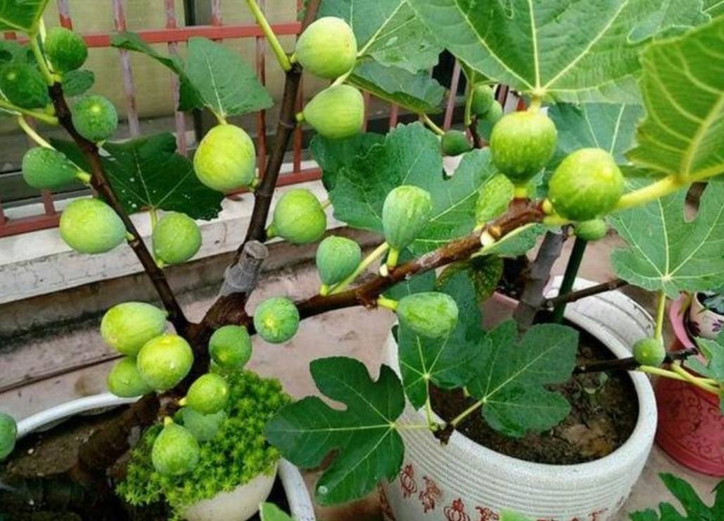 无花果什么时候成熟（秋天记住三个技巧让无花果又大又甜）