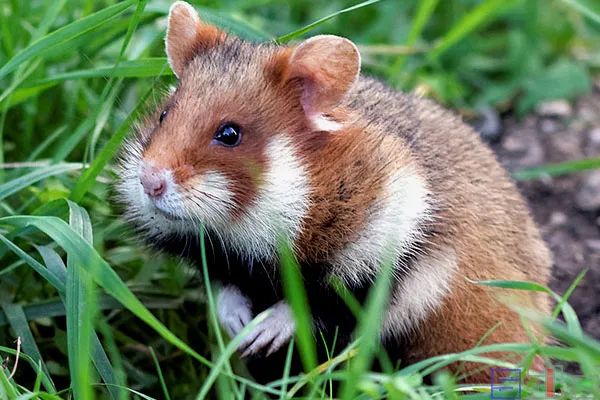 雪球仓鼠凶吗十大呆萌可爱且好养的仓鼠品种