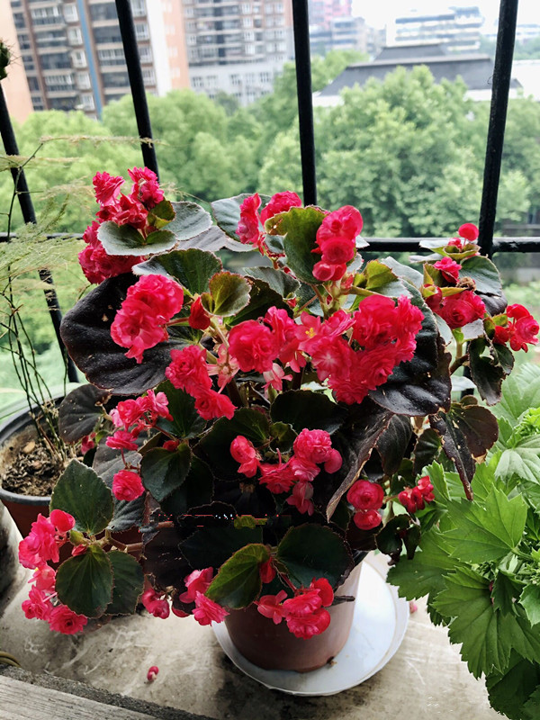 重瓣四季海棠,好养如绿萝吊兰,叶绿花美,周年开花,很值得拥有