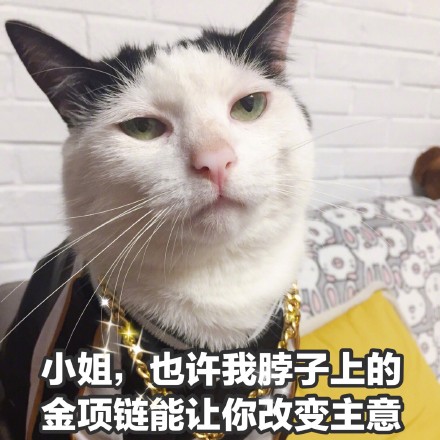 猫咪撩妹表情包：你是我见过女孩子中最美又最可爱的一个