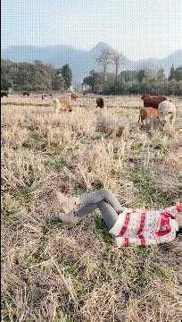 美女小小年纪就不读书，只知道在田野上放牛怎么办