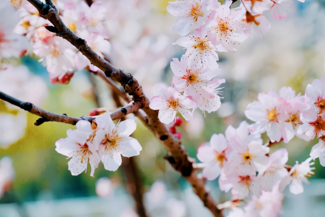 高清大图惊艳来袭！或许，“她”就是南京大学最美校花！