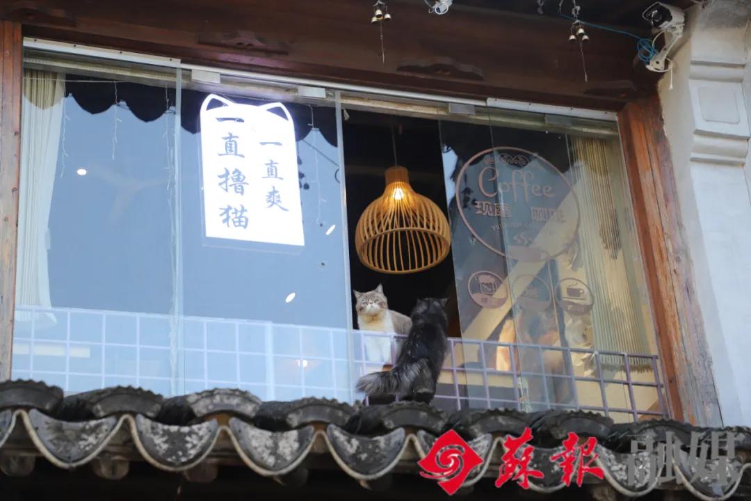 假期余额不足，苏州还有这十处美景值得打卡
