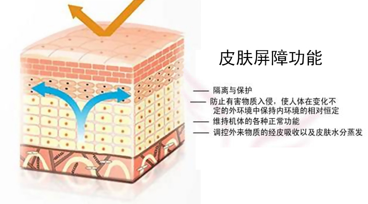 皮膚屏障受損症狀圖片(皮膚屏障是皮膚的) - 赤虎壹號