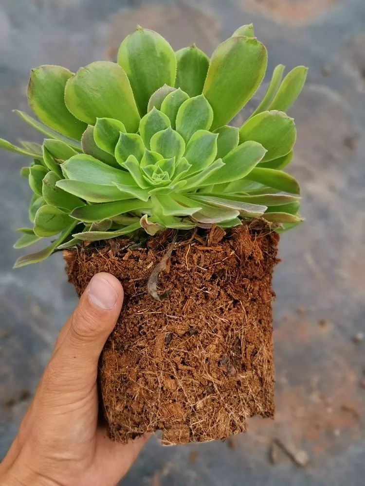 法师新品:青翠欲滴"檬"动我心,青檬法师育繁记