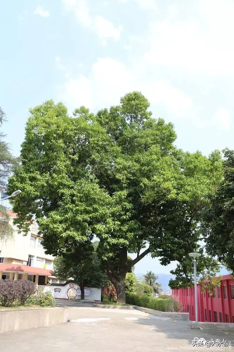 美哉！我们的永春三中