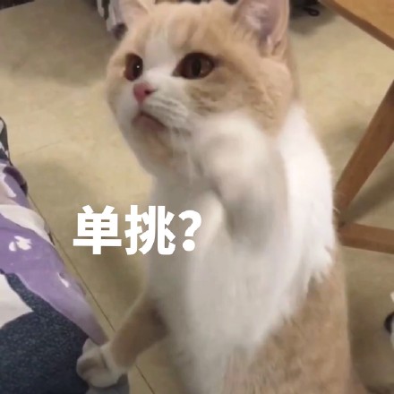 猫咪表情包：你不对劲，小老弟