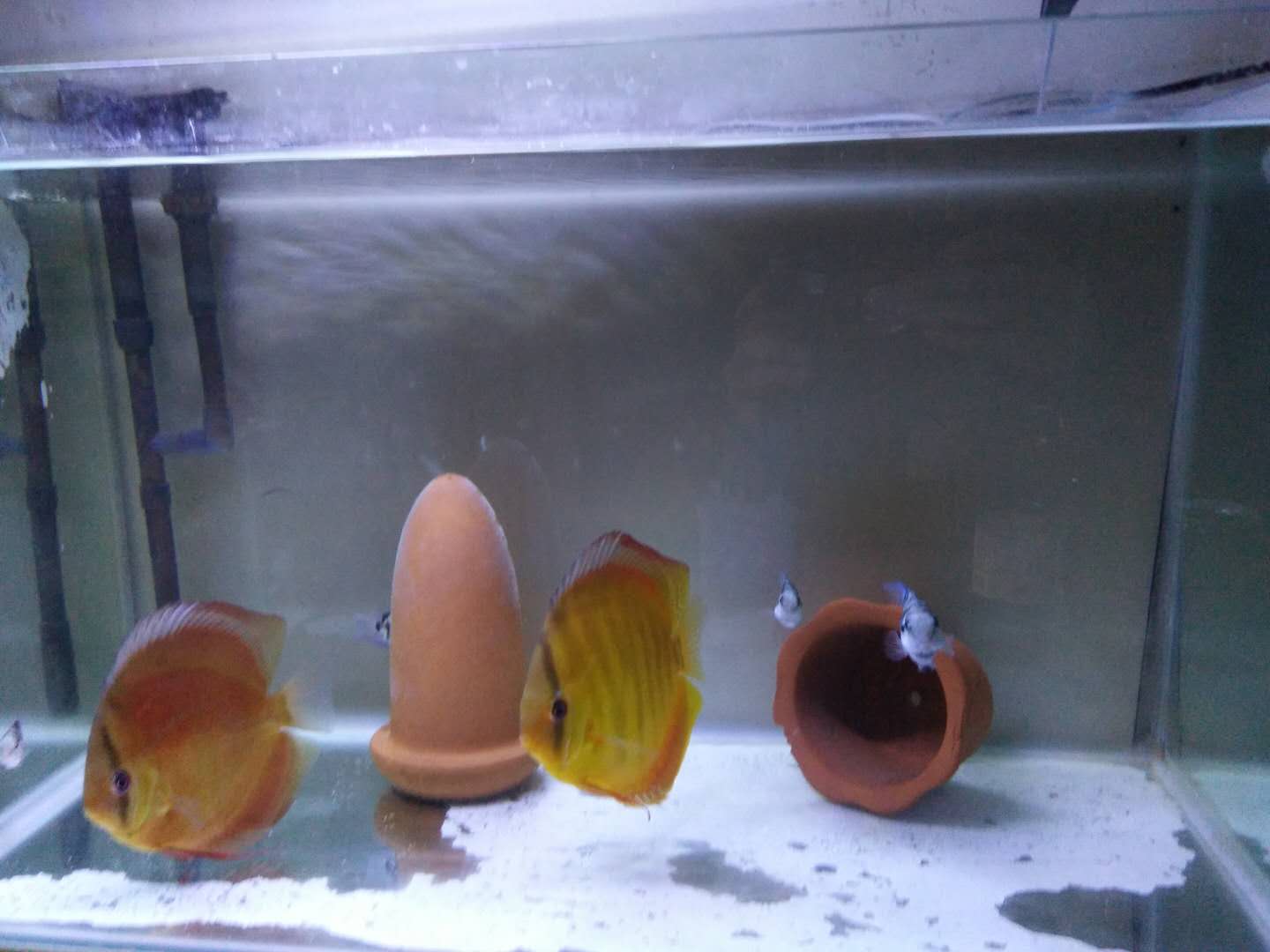 给鱼缸更换陶粒这可是个大工程，如何做到水质快速澄清？