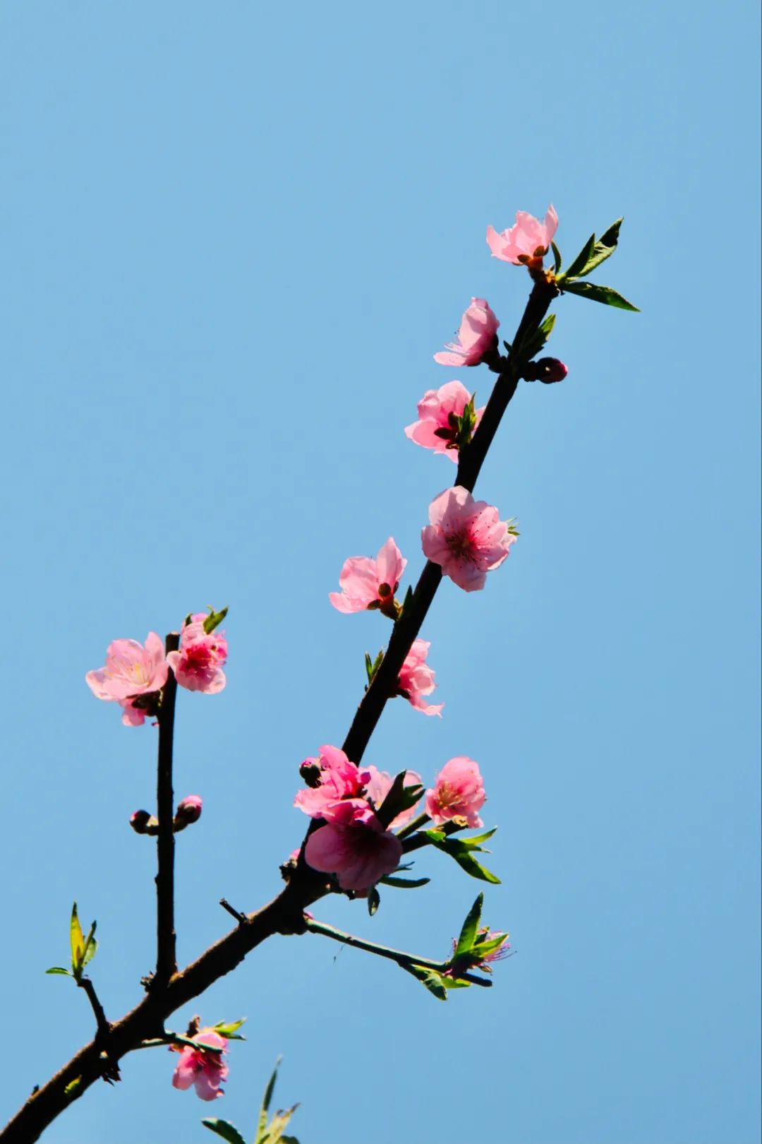 赞美桃花的优美诗句，赞美桃花的优美诗句推荐？