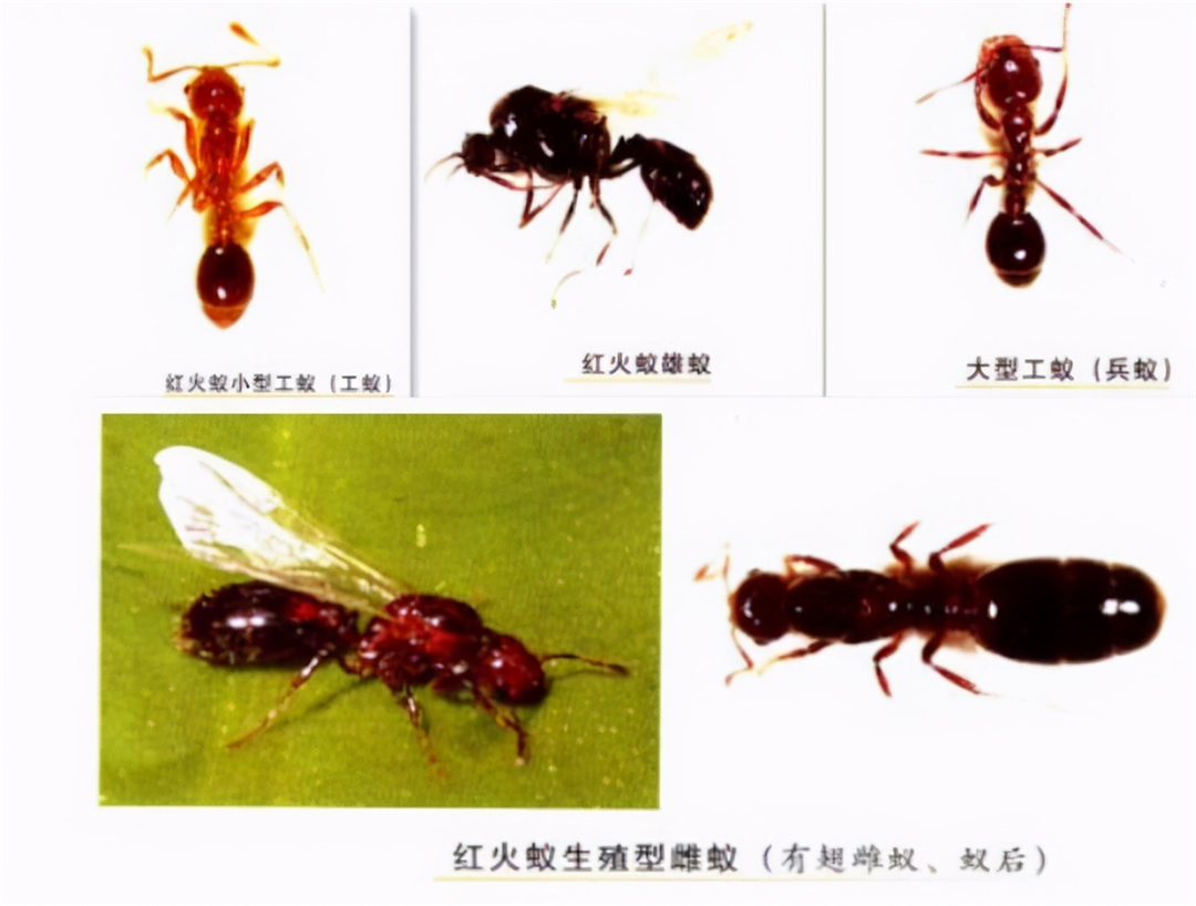 蚂蚁蛋花学名是什么,蚂蚁蛋花,蚂蚁蛋花图片_大山谷图库