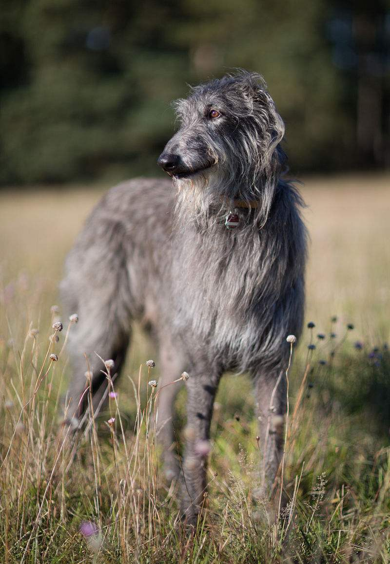 世界名犬品种大全（最全狗狗品种科普及简要介绍）