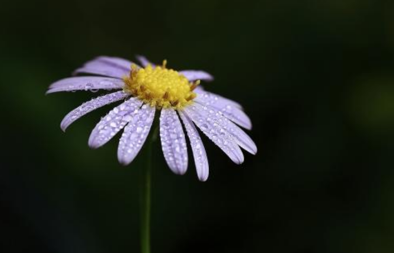 「诗词鉴赏」野花无主为谁芳，古诗词里的野菊，寂寞开，别样美