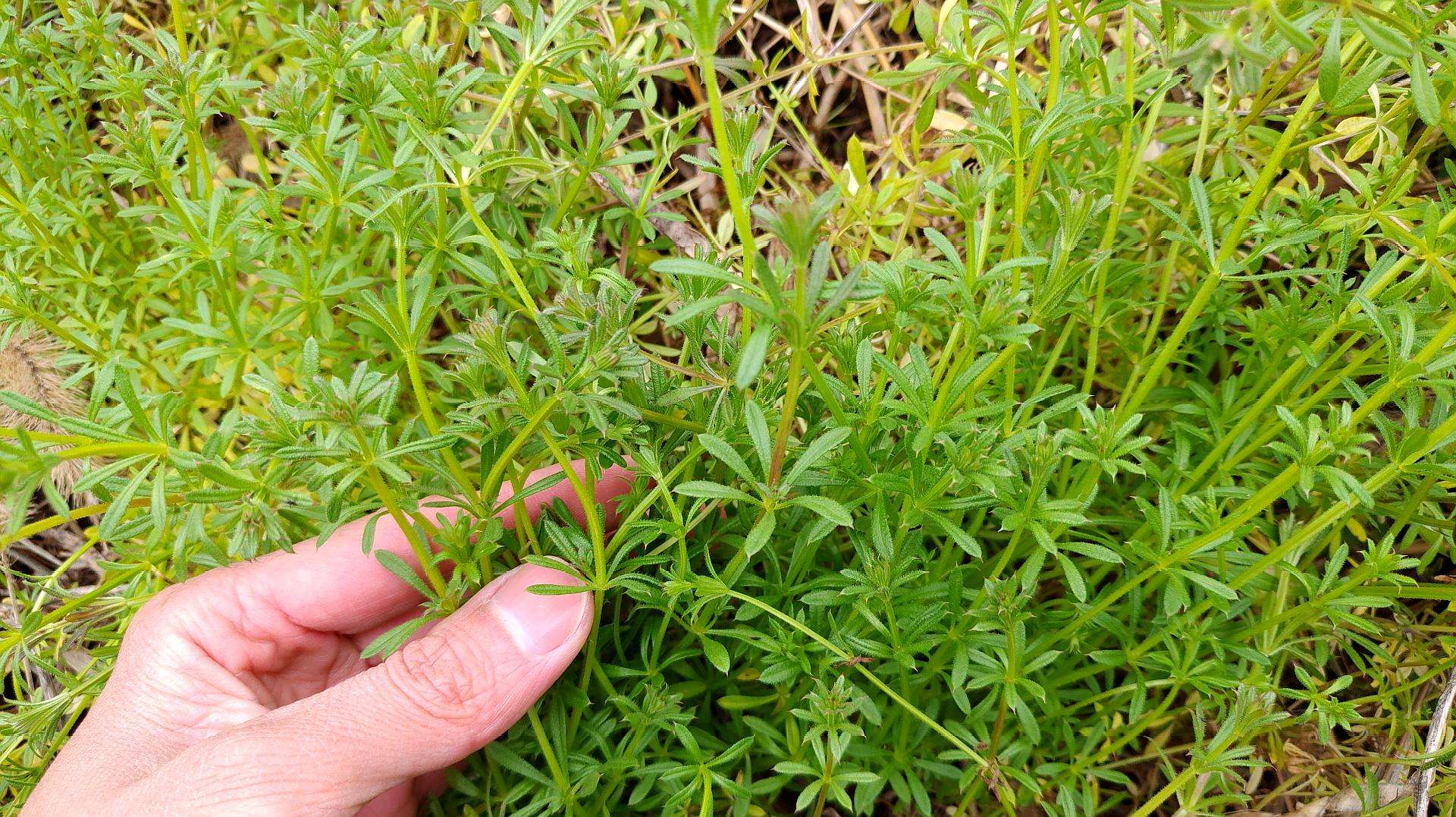 50种农田常见杂草,能说出三种草的名字已经很厉害了!