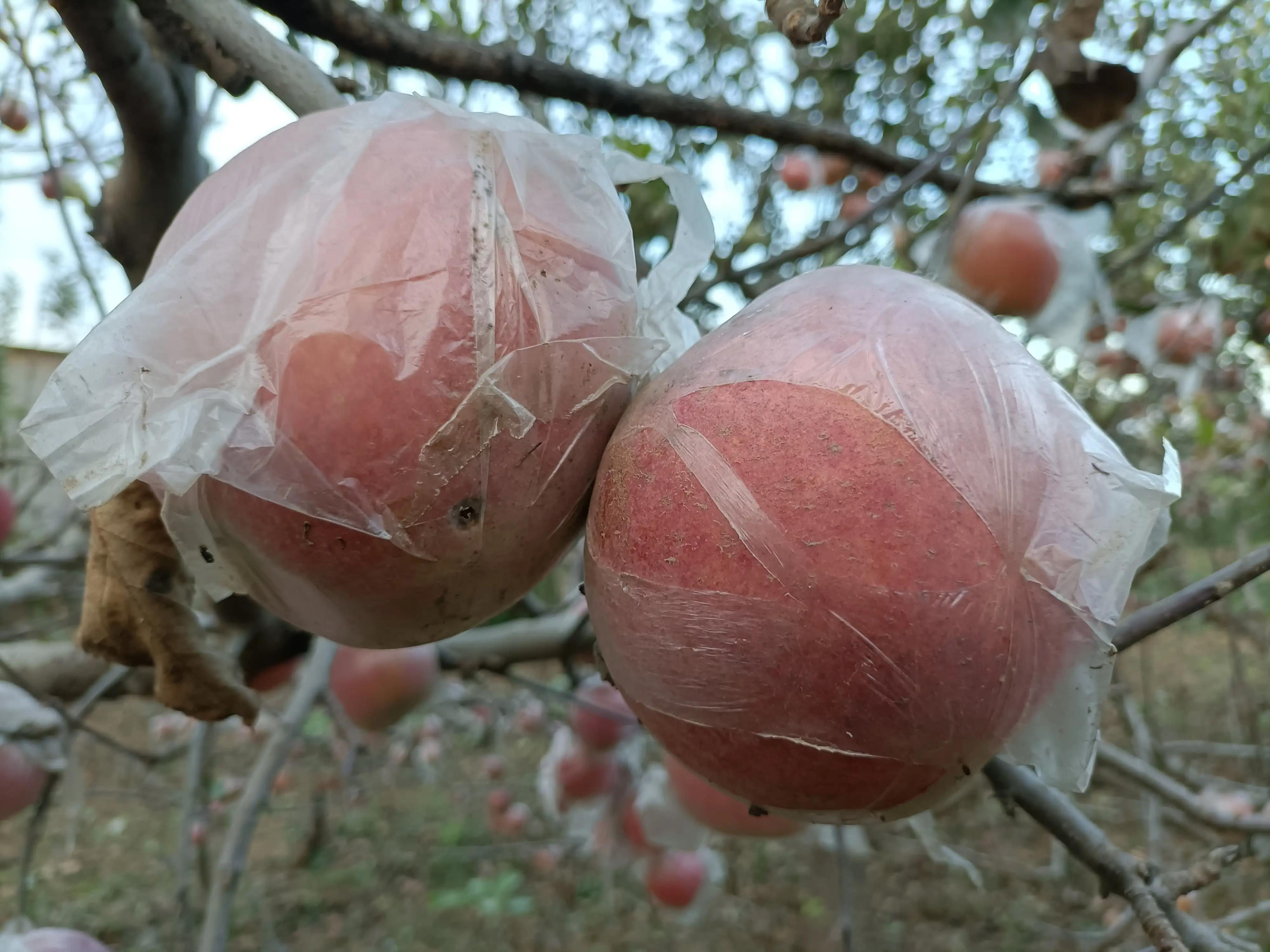 小寨村：灾后的苹果红艳艳