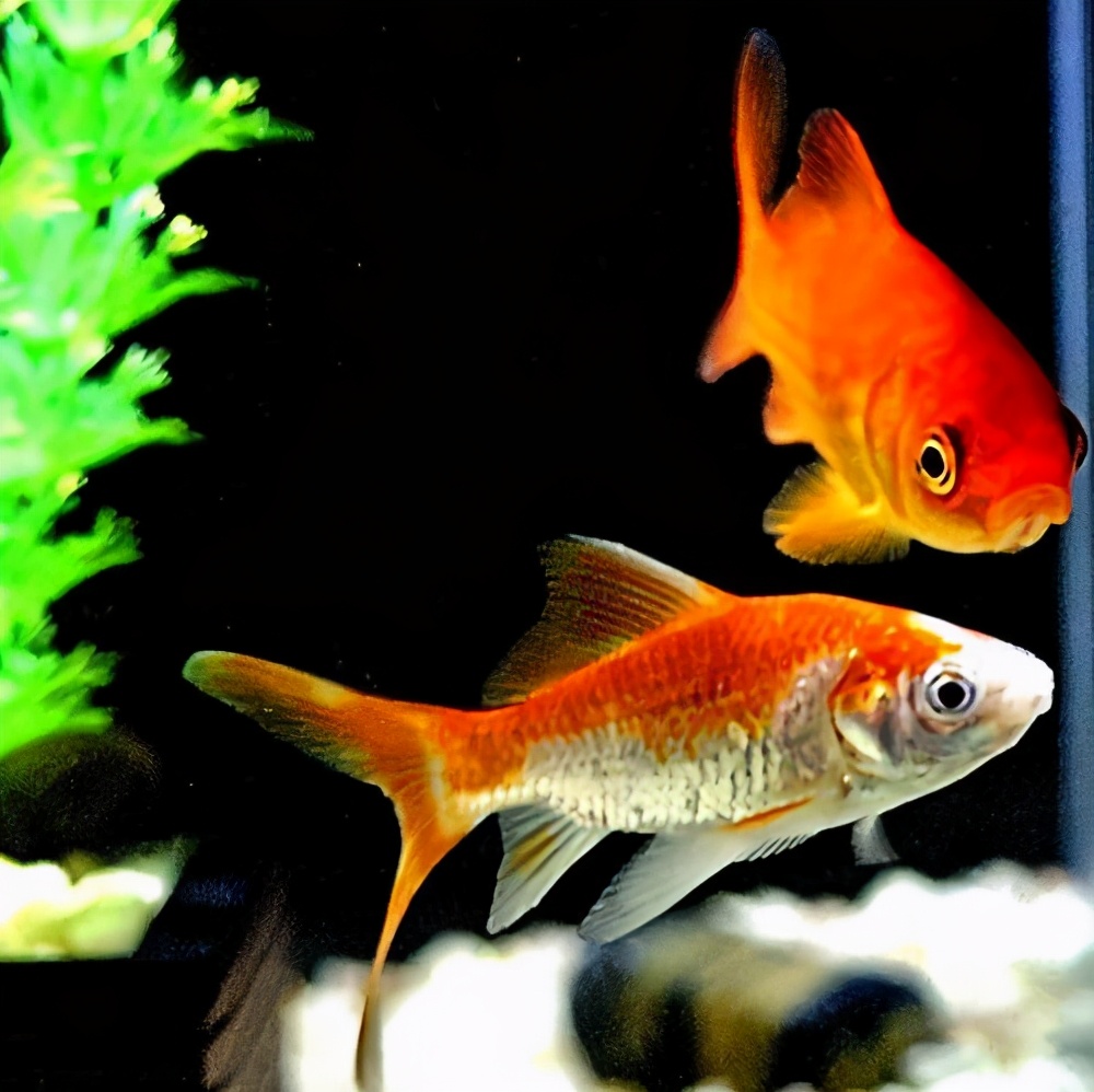 给宠物鱼取好听的名字有格调有范儿-可爱点