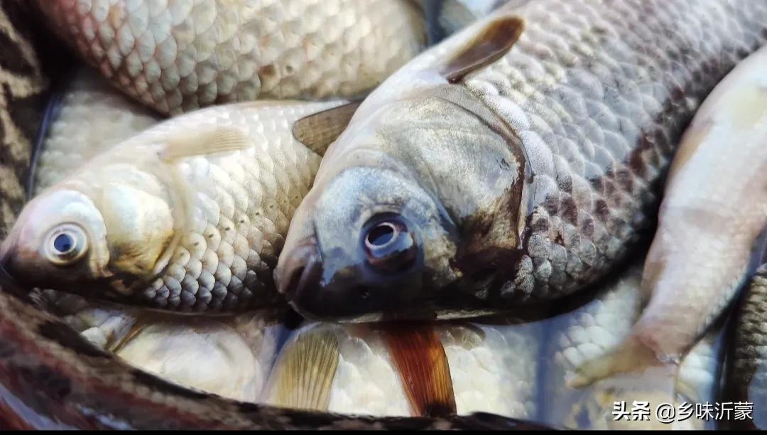 魚翅的做法,魚翅的做法 家常做法視頻