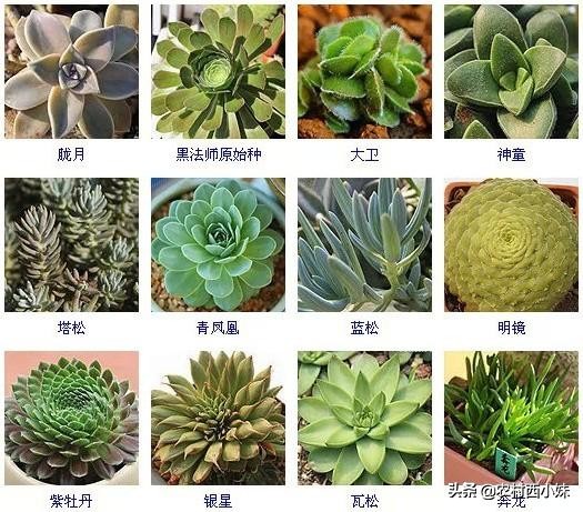 多肉的种类名字（144种多肉植物常见品种名称大全）