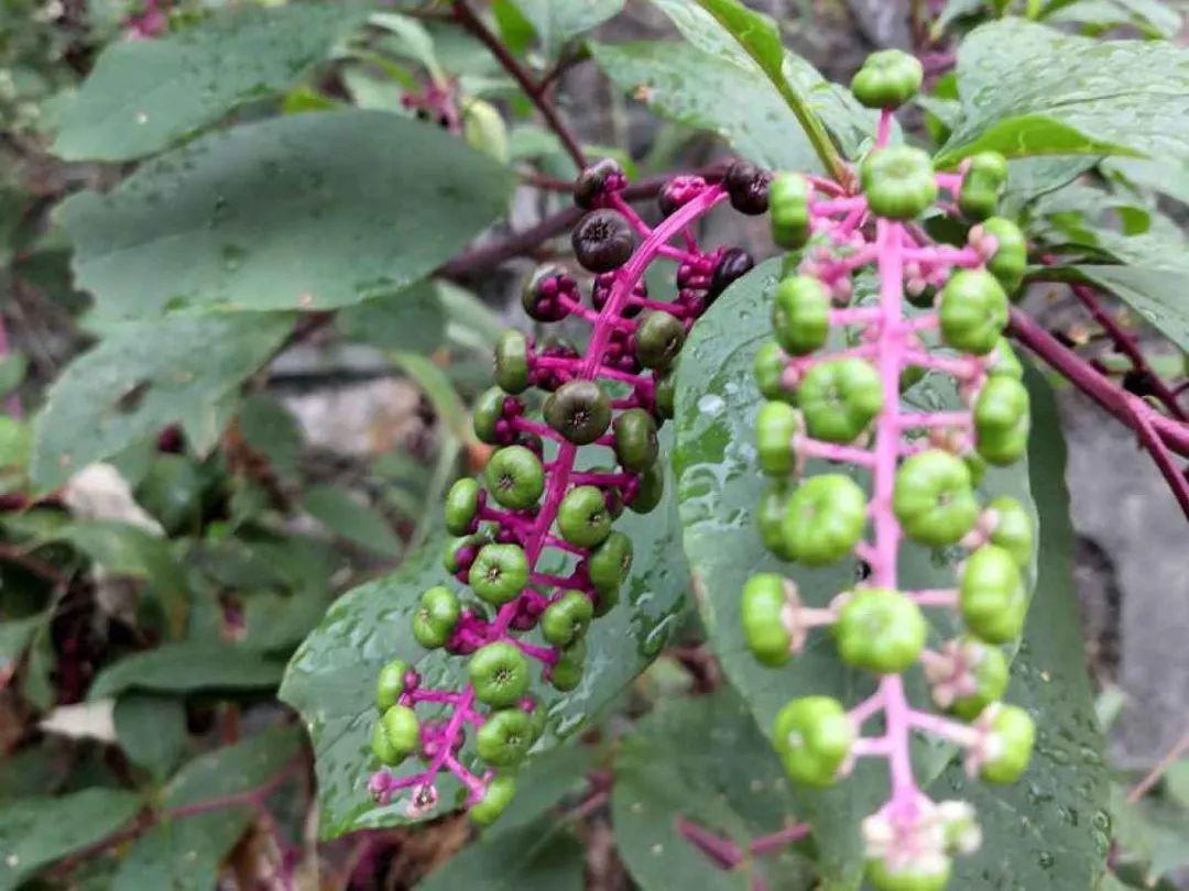 春天赏花,看见这20种,离得远点,因为有毒