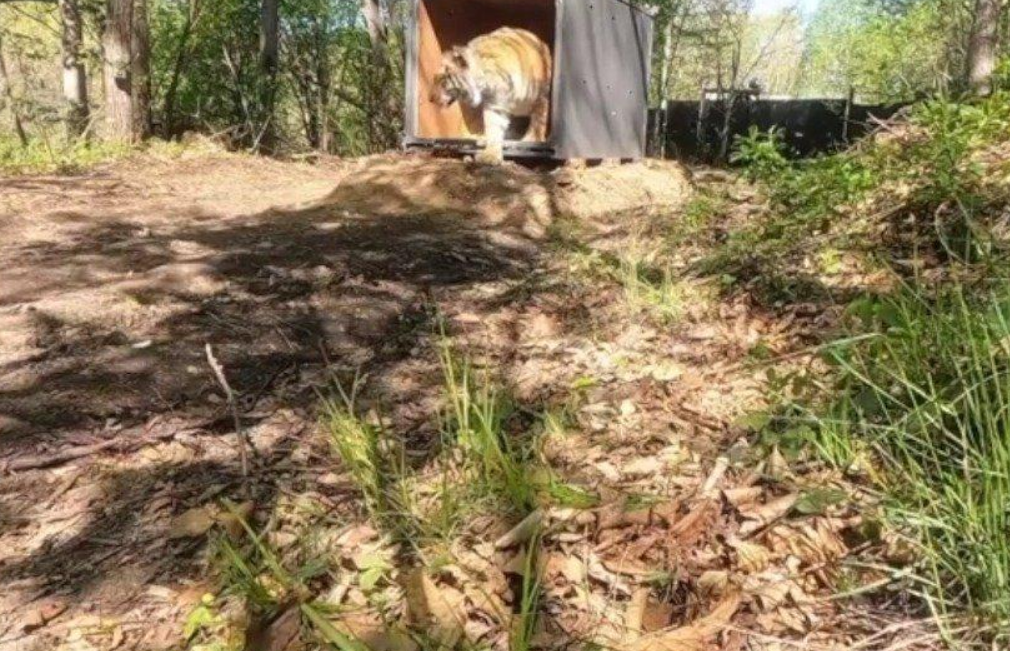 ​25天，进村东北虎完达山一号放归山林，重回自然还会回来吗？