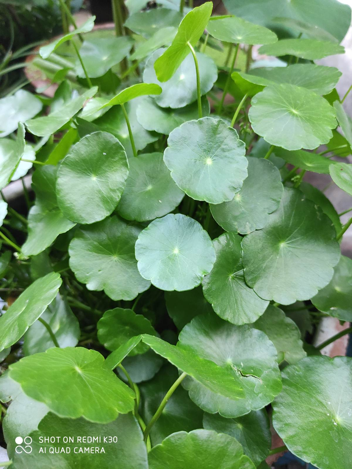 植物名称大全（80种常见植物图解，出门识花不求人）