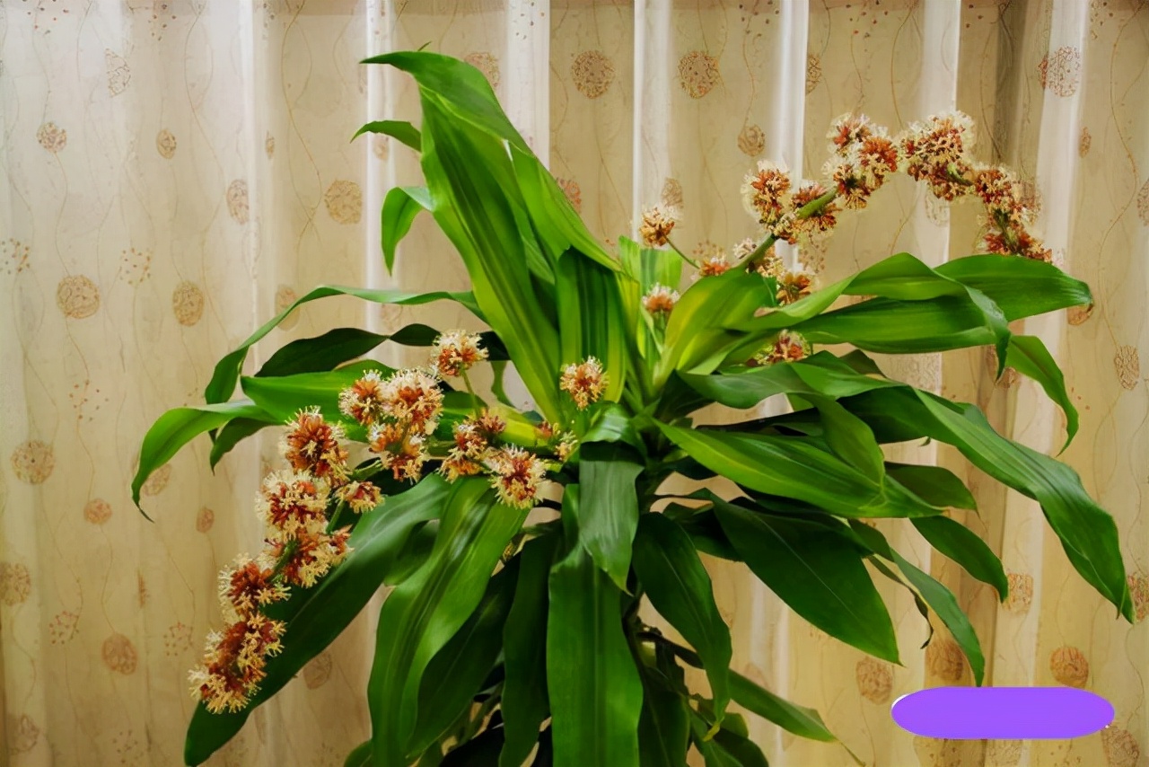 改善空气质量，就选这10种植物，效果不比专业的空气净化器差