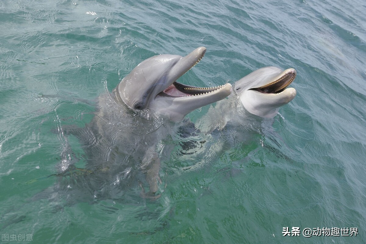 海豚和鲸鱼身为哺乳动物(海豚和鲸鱼是哺乳动物) 
