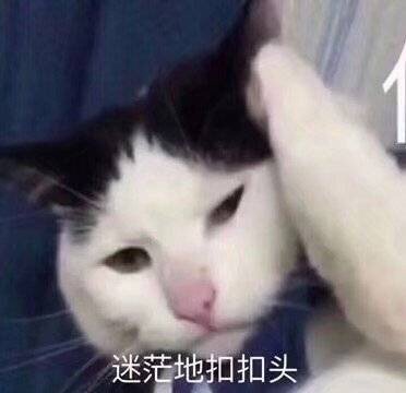 猫咪表情包合集｜我没事，我很快乐