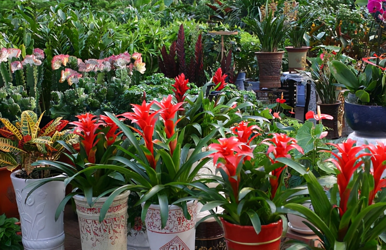 利于健康的吉祥花,建议从这12种里面选择,好养大气有旺宅的寓意