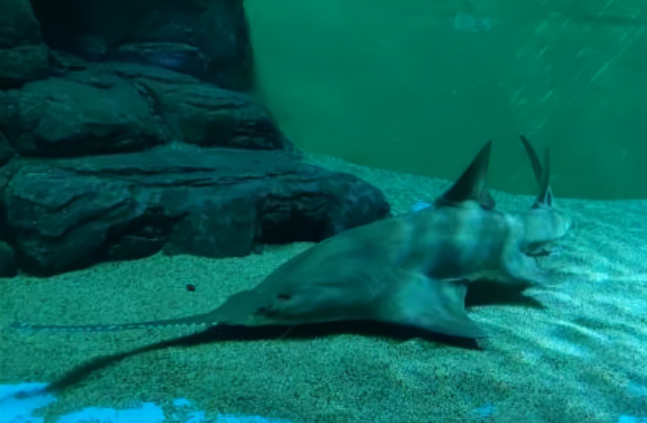 上海水族馆(上海海洋水族馆好玩不？挺好玩，也挺开眼)