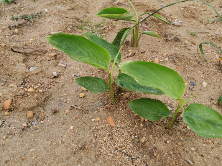 好吃又美味的竹薯怎么种植才能高产?今天教你详细的种植技术方案