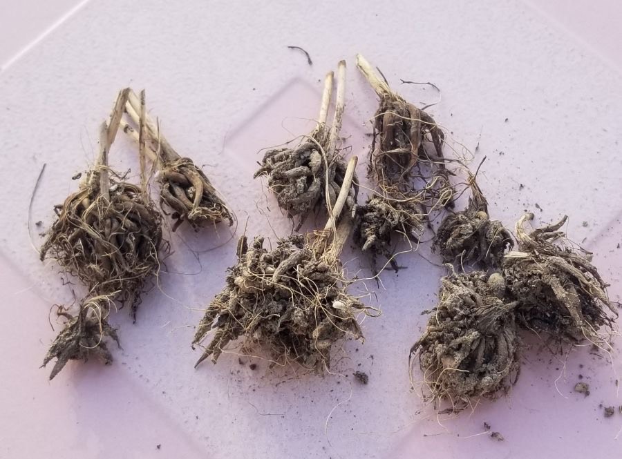 花毛茛一年开几次花(花毛茛的懒人种植方法)