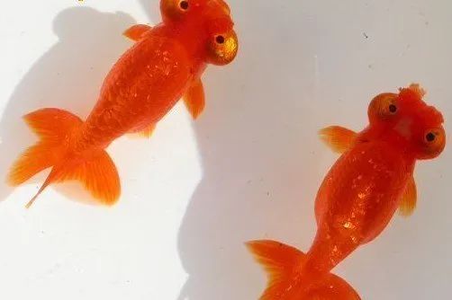金鱼百览