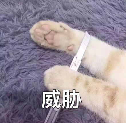 猫咪威胁表情包｜你说完了没有