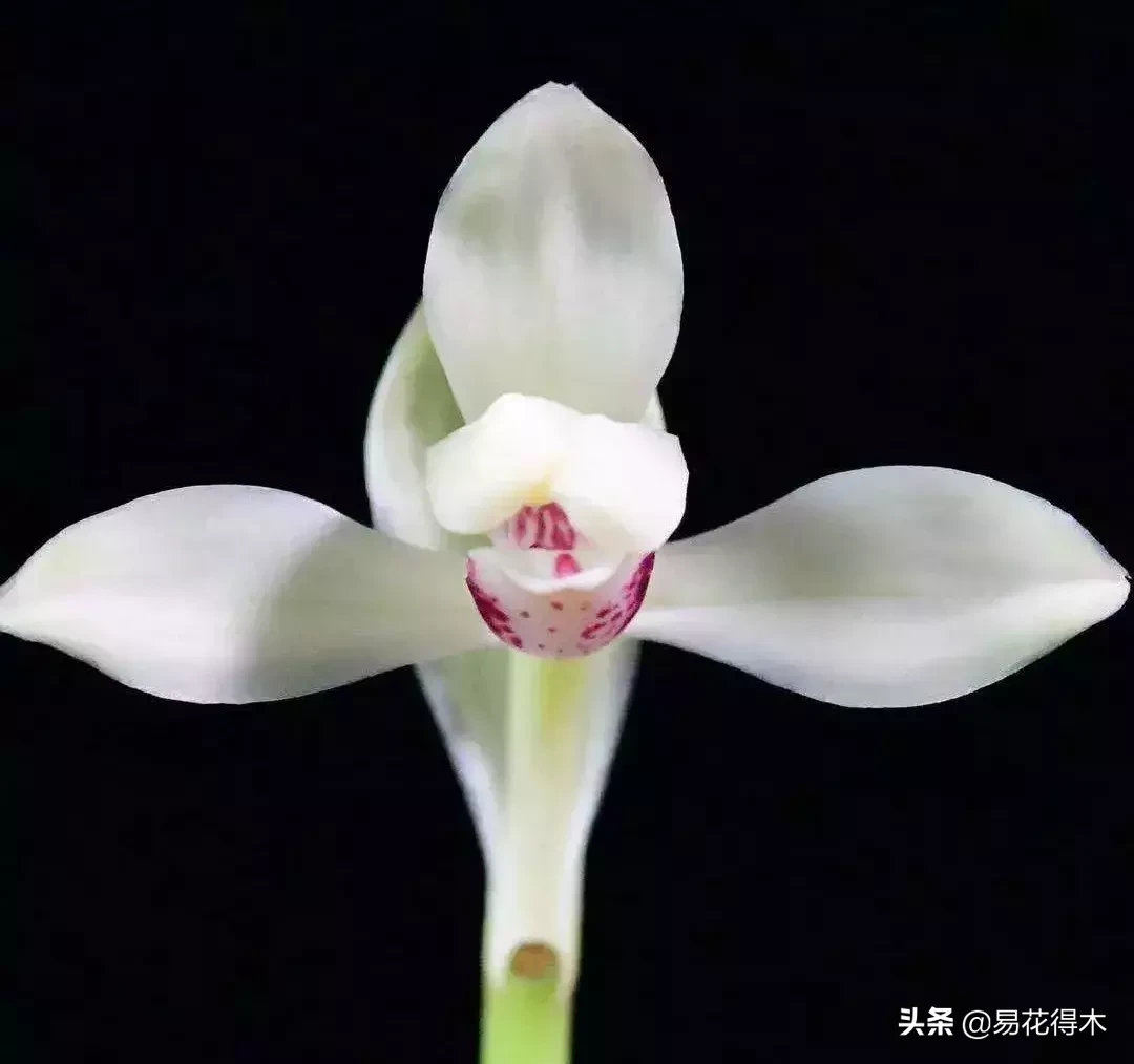 兰花分泌花蜜的蜜腺什么部位？花蜜能不能食用？