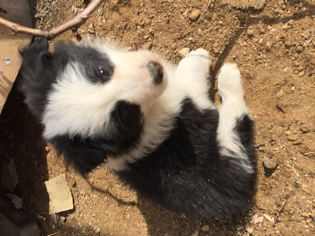 世界杯罗威纳(边境牧羊犬少见并非被禁养，原是铲屎官缺少时间与它斗智斗勇！)