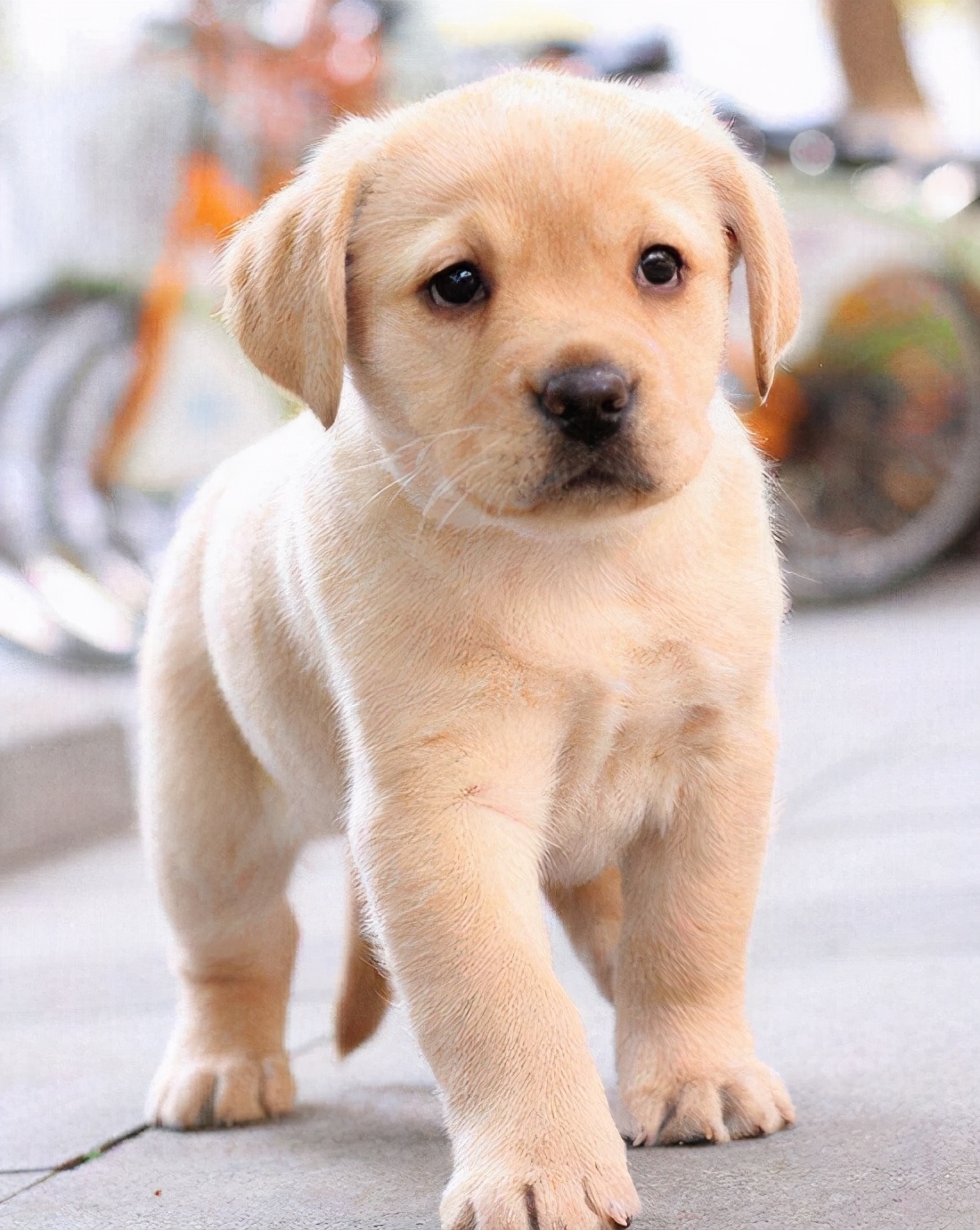 什么宠物最好养(最"好养"的6种宠物犬,有吃就能活,适合养狗新手)