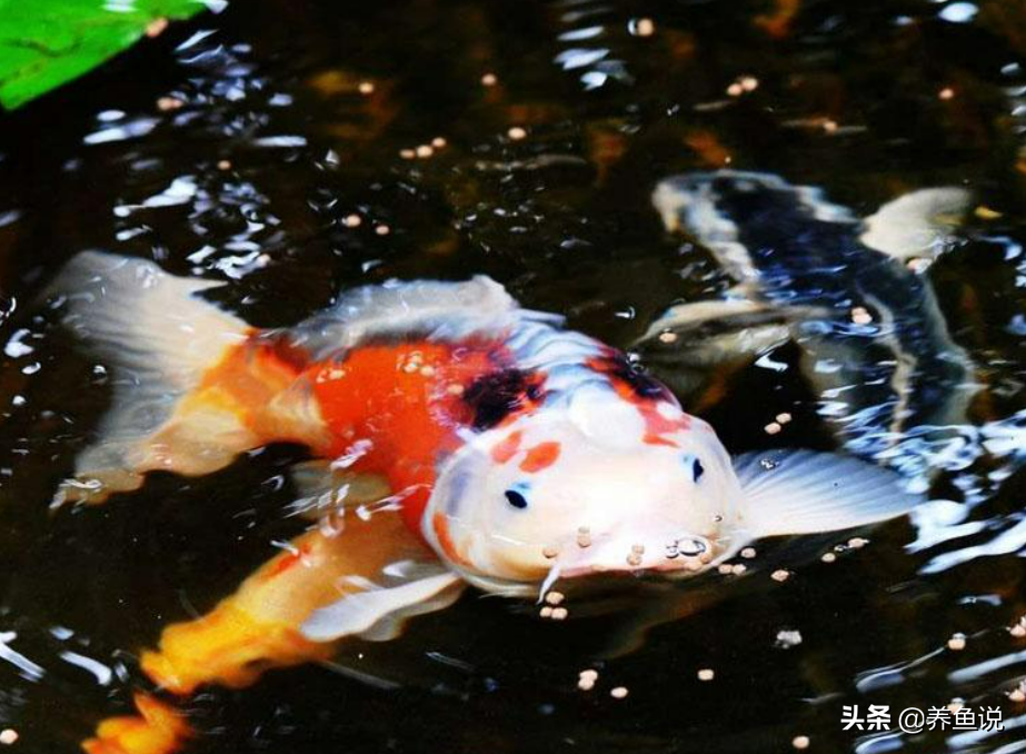 观赏鱼不吃东西，以下5种常见情况，对号入座基本能解决问题