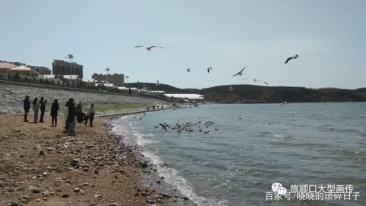 春渐暖，花已开，让我带你去看海——旅顺月亮湾