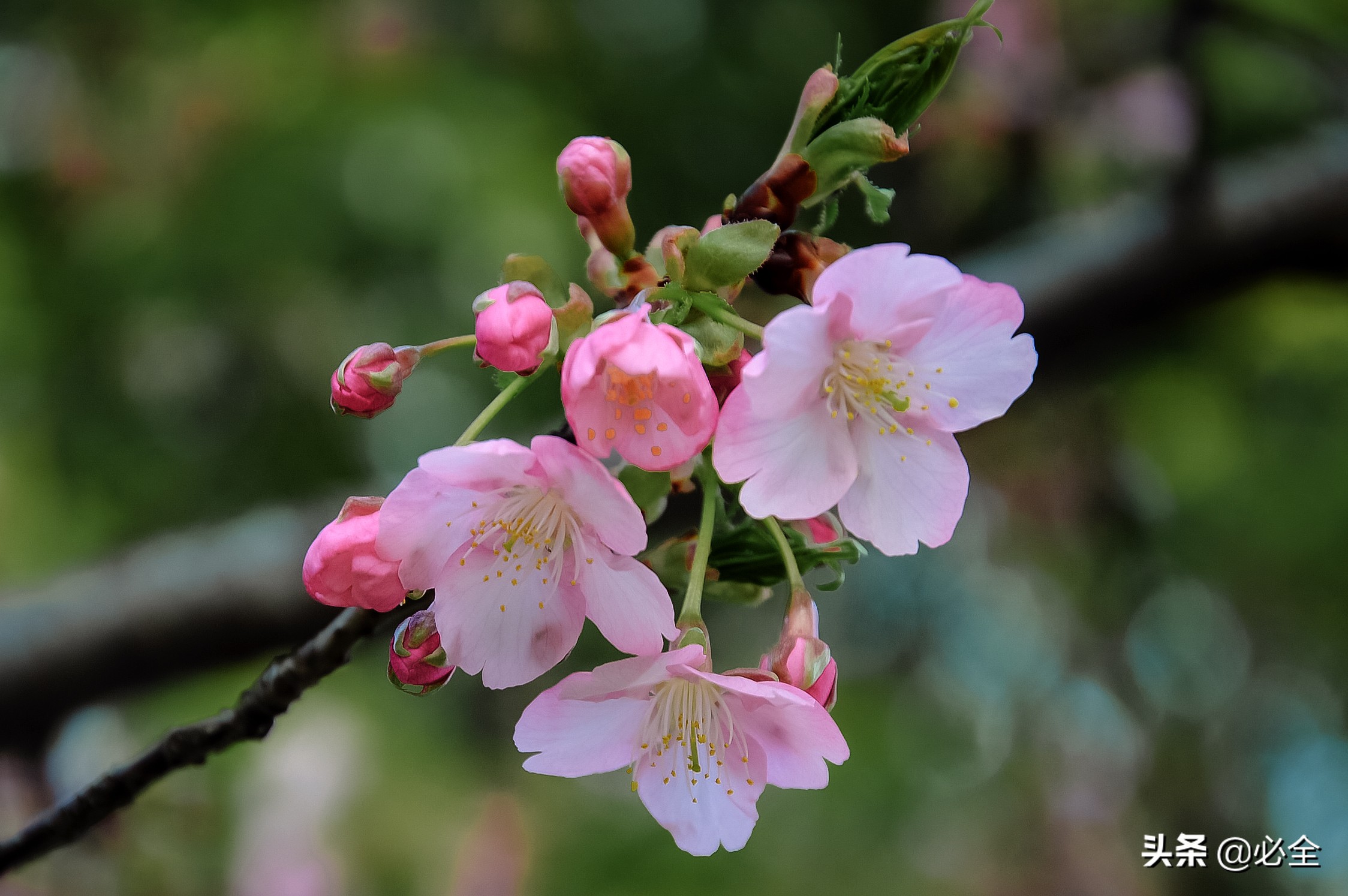 小冠花详细介绍（常见景观植物种类汇总大全）