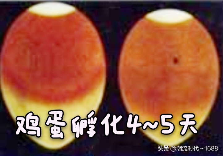 怎么孵化小鸡